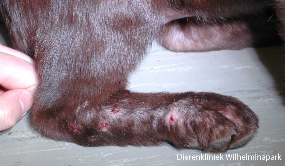 Om tot een diagnose te komen moet je meerdere diepe afkrabsels maken, foto dierenkliniek wilhelminapark utrecht